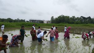 सामूहिक धान रोपेर महानगरले मनायो २३औँ राष्ट्रिय धान दिवस