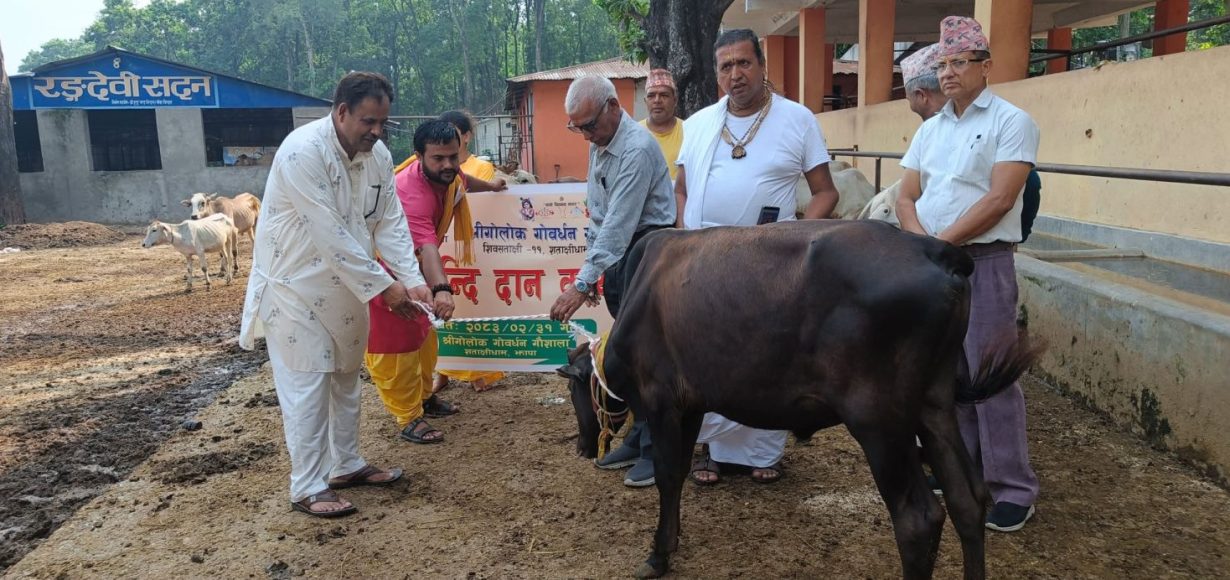 खेत बाँझै राखेका तेह्रथुमका किसानलाई ९२ हल गोरु निःशुल्क उपलब्ध